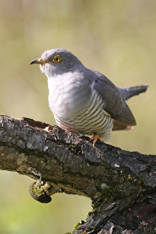 Nature wildlife/dieter hopf/cuckoo cuculus canorus allgau bavaria Nature wildlife/dieter hopf/cuckoo cuculus canorus allgau bavaria