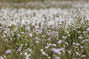 Cuckoo flower or Ladys smock (Cardamine pratensis), Ireland, Europe Cuckoo flower or Ladys smock (Cardamine pratensis), Ireland, Europe