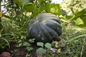 Cucurbit -Cucurbita moschata-, Stuttgart, Baden-Wuerttemberg, Germany, Europe Cucurbit -Cucurbita moschata-, Stuttgart, Baden-Wuerttemberg, Germany, Europe