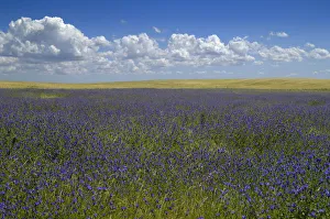 Cumulus floats in blue sky over field of blue wildflowers Cumulus floats in blue sky over field of blue wildflowers