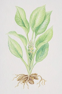 Curcuma longa, Turmeric plant and roots growing from bulbs, side view Curcuma longa, Turmeric plant and roots growing from bulbs, side view
