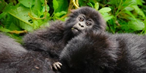 A curious young mountain gorilla (Gorilla beringei beringei) checking out the tourists under the protection of family members in Volcanoes National Park, Rwanda A curious young mountain gorilla (Gorilla beringei beringei) checking out the tourists under the protection of family members in Volcanoes National Park, Rwanda