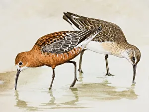 Curlew sandpiper (Calidris ferruginea), two birds wading through water, pecking, side view Curlew sandpiper (Calidris ferruginea), two birds wading through water, pecking, side view