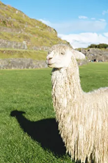 Cute white alpaca in Sacsayhuaman, Cusco, Peru Cute white alpaca in Sacsayhuaman, Cusco, Peru