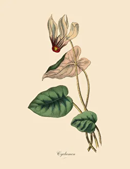 Cyclamen Plants, Victorian Botanical Illustration Cyclamen Plants, Victorian Botanical Illustration