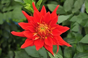 Dahlia flower -Dahlia-, new variety Vulkane, Bad Schoenau, Lower Austria, Austria, Europe Dahlia flower -Dahlia-, new variety Vulkane, Bad Schoenau, Lower Austria, Austria, Europe
