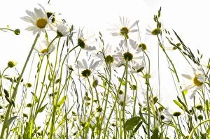 Daisies (Leucanthemum) in a meadow against the light Daisies (Leucanthemum) in a meadow against the light