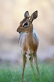 Nature wildlife/ben cranke/damara dik dik madoqua kirkii damarensis Nature wildlife/ben cranke/damara dik dik madoqua kirkii damarensis