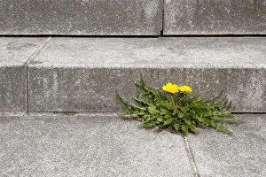 Dandelion -Taraxacum- growing out of the joint of a concrete staircase Dandelion -Taraxacum- growing out of the joint of a concrete staircase