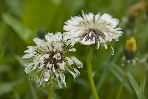 Dandelions (Taraxacum), dandelion clocks in the rain Dandelions (Taraxacum), dandelion clocks in the rain