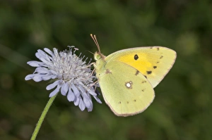 Dark clouded yellow -Colias crocea- searching for nectar, near Lake Kerkini, Greece, Europe Dark clouded yellow -Colias crocea- searching for nectar, near Lake Kerkini, Greece, Europe