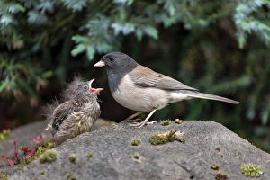 Dark-eye Junco Mother and Chick Dark-eye Junco Mother and Chick