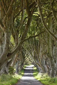 Dark Hedges, an avenue of Beech trees, Bregagh Road near Armoy, County Antrim Dark Hedges, an avenue of Beech trees, Bregagh Road near Armoy, County Antrim