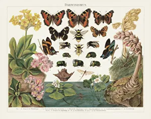 Digital vision vectors/insect lithographs/darwinism natural selection living organisms Digital vision vectors/insect lithographs/darwinism natural selection living organisms