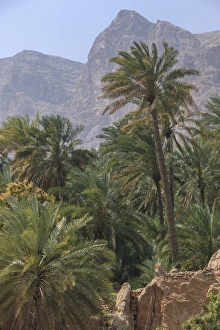 Date palms in Wadi Tiwi with Hajar Mountains, Ash-Sharqiyah, Oman Date palms in Wadi Tiwi with Hajar Mountains, Ash-Sharqiyah, Oman