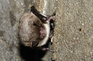 Daubentons Bat -Myotis daubentoni-, species in Annex IV of the Habitats Directive Daubentons Bat -Myotis daubentoni-, species in Annex IV of the Habitats Directive