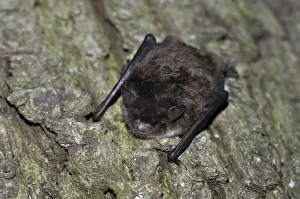 Daubentons Bat -Myotis daubentonii-, hanging on a tree trunk, woods near Geesthacht Daubentons Bat -Myotis daubentonii-, hanging on a tree trunk, woods near Geesthacht