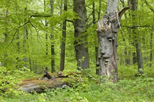 Dead Common Beech or European Beech -Fagus sylvatica- with True Tinder Polypore fungi Dead Common Beech or European Beech -Fagus sylvatica- with True Tinder Polypore fungi