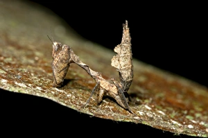 Dead leaf mantis -Deroplatys spec.-, Tiputini rain forest, Yasuni National Park, Ecuador Dead leaf mantis -Deroplatys spec.-, Tiputini rain forest, Yasuni National Park, Ecuador