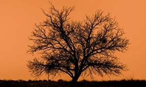 dead tree silhouette with orange background dead tree silhouette with orange background