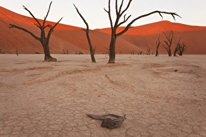 Dead Trees, Dry Clay Pan, Dead Vlei, Namibia Dead Trees, Dry Clay Pan, Dead Vlei, Namibia