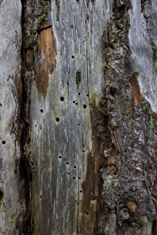Dead wood with insect gnaw marks and holes in the wood, Germany Dead wood with insect gnaw marks and holes in the wood, Germany
