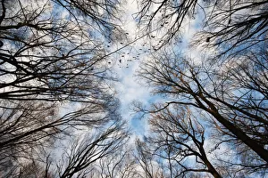 Deciduous woods and clearing sky in winter Deciduous woods and clearing sky in winter