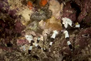 Great Barrier Reef Photography Prints: Decorator Crab