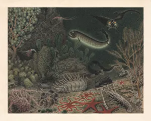 Deep sea fauna, lithograph, published in 1897 Deep sea fauna, lithograph, published in 1897
