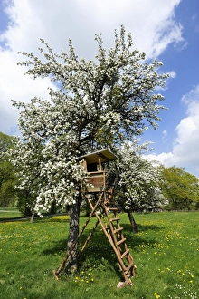 Deerstand on a flowering fruit tree near Hohenberg, Seeshaupt on Lake Starnberg, Upper Bavaria, Bavaria, Germany Deerstand on a flowering fruit tree near Hohenberg, Seeshaupt on Lake Starnberg, Upper Bavaria, Bavaria, Germany
