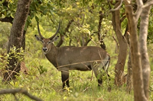 Defassa Waterbuck -Kobus ellipsiprymnus defassa-, Bouba-Ndjida National Park, Cameroon Defassa Waterbuck -Kobus ellipsiprymnus defassa-, Bouba-Ndjida National Park, Cameroon