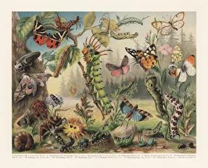 Defence mechanisms of different insects, chromolithograph, published in 1897 Defence mechanisms of different insects, chromolithograph, published in 1897
