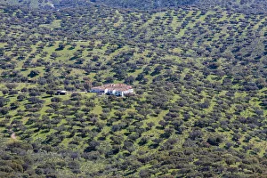 Dehesa of Extremadura, Monfraguee National Parks, UNESCO biosphere reserve, Extremadura Dehesa of Extremadura, Monfraguee National Parks, UNESCO biosphere reserve, Extremadura