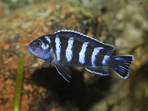 Demasons cichlid -Pseudotropheus demasoni-, cichlid from Lake Malawi -Cichlid-, mouth-breeder, freshwater aquarium Demasons cichlid -Pseudotropheus demasoni-, cichlid from Lake Malawi -Cichlid-, mouth-breeder, freshwater aquarium
