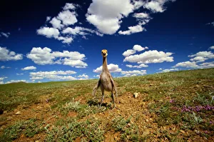 Demoiselle crane (Anthropoides virgo) on hillside, Mongolia Demoiselle crane (Anthropoides virgo) on hillside, Mongolia