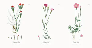 Magical world illustration/botanical illustrations/deptford pink dianthus armeria Magical world illustration/botanical illustrations/deptford pink dianthus armeria