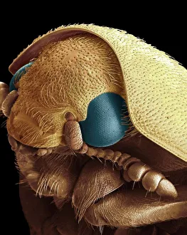 Science art/sem scanning electron microscope inspired art/dermestid beetle sem Science art/sem scanning electron microscope inspired art/dermestid beetle sem