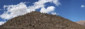 Desert Hill covered with Cardon Cacti in Northern Argentina Desert Hill covered with Cardon Cacti in Northern Argentina