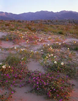 Desert sand verbena (Abronia villosa) and dune evening primrose (Oenothera deltoides Desert sand verbena (Abronia villosa) and dune evening primrose (Oenothera deltoides