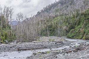 Destroyed forest by the outbreak of the Chaiten volcano, near Puente los Gigios Destroyed forest by the outbreak of the Chaiten volcano, near Puente los Gigios