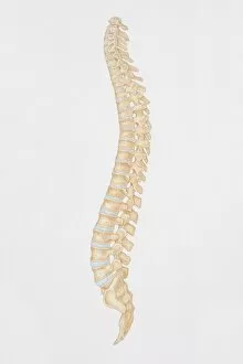 Images Dated 15th June 2006: Diagram of the human spine, side view