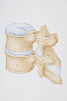Diagram of a human thoracic vertebrae including the intervertebral disk Diagram of a human thoracic vertebrae including the intervertebral disk