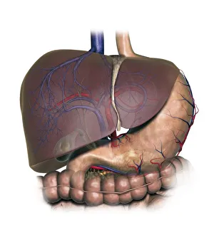 Diagram showing human liver, stomach, gallbladder and pancreas Diagram showing human liver, stomach, gallbladder and pancreas