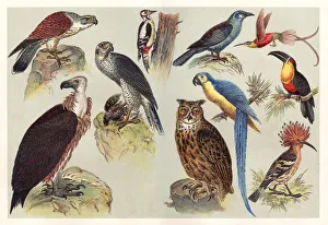 Different kids of birds chromolithography 1888 Different kids of birds chromolithography 1888