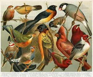 Different Non-european songbirds illustration 1897 Different Non-european songbirds illustration 1897