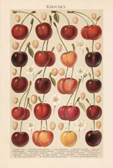 Magical world illustration/chromolithograph illustrations/different types cherries chromolithograph Magical world illustration/chromolithograph illustrations/different types cherries chromolithograph