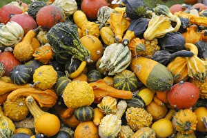 Different types of squash on a pile, Bergisches Land, North Rhine-Westphalia, Germany Different types of squash on a pile, Bergisches Land, North Rhine-Westphalia, Germany