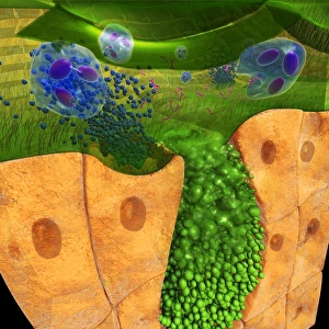 Digital cross section illustration of ciliate cell showing rhinovirus and antobodies in nasal cavity Digital cross section illustration of ciliate cell showing rhinovirus and antobodies in nasal cavity