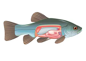 Digital cross section illustration of fish showing gas bladder which contributes to Digital cross section illustration of fish showing gas bladder which contributes to