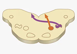Digital cross section illustration of impulses from lower brain stem passing to inferior Digital cross section illustration of impulses from lower brain stem passing to inferior
